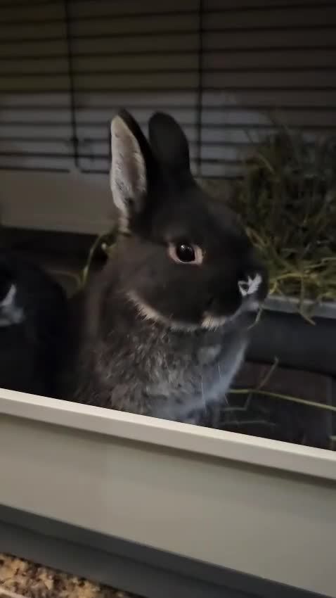 Netherland Dwarf rabbits for sale: Purebred Netherland Dwarf Doe - Video 5