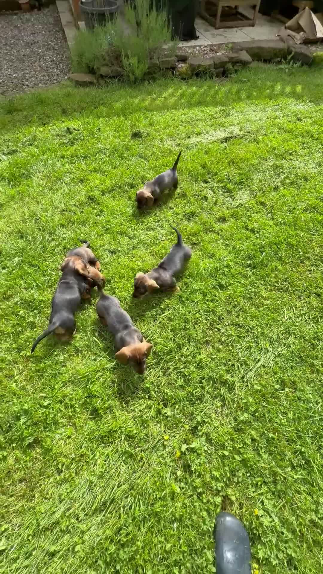 Dachshund dogs for sale: Lovely Wirehaired dachshund puppy for sale  - Video 2