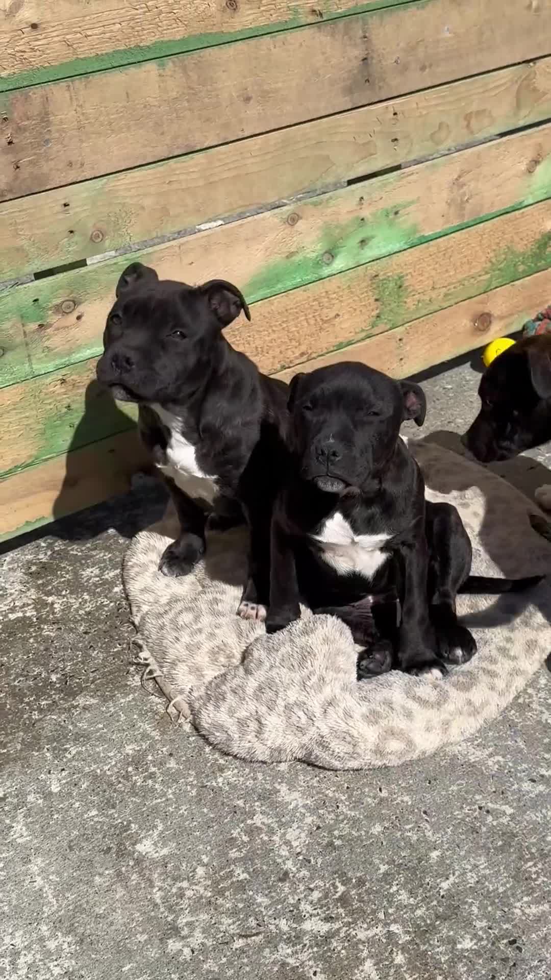 Staffordshire Bull Terrier dogs for sale: 3 Staffordshire pups - Video 2