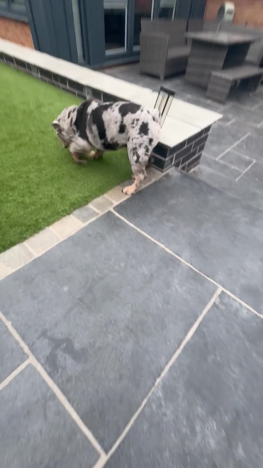 English Bulldog dogs for sale: Grey Merle male english bulldog puppy - Video 1