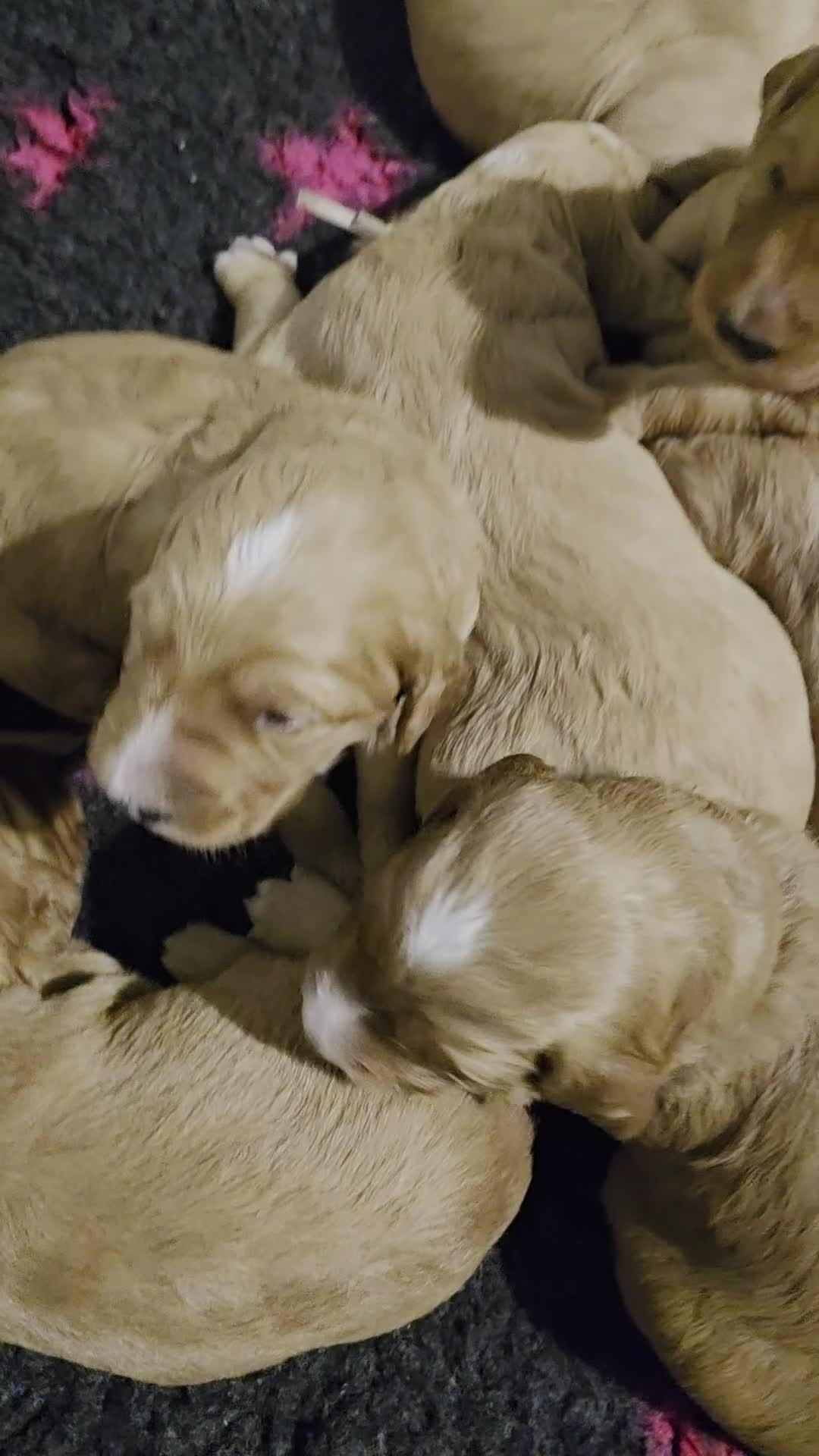 Goldendoodle dogs for sale: Fully Health Tested F1 Goldendoodles - Video 1