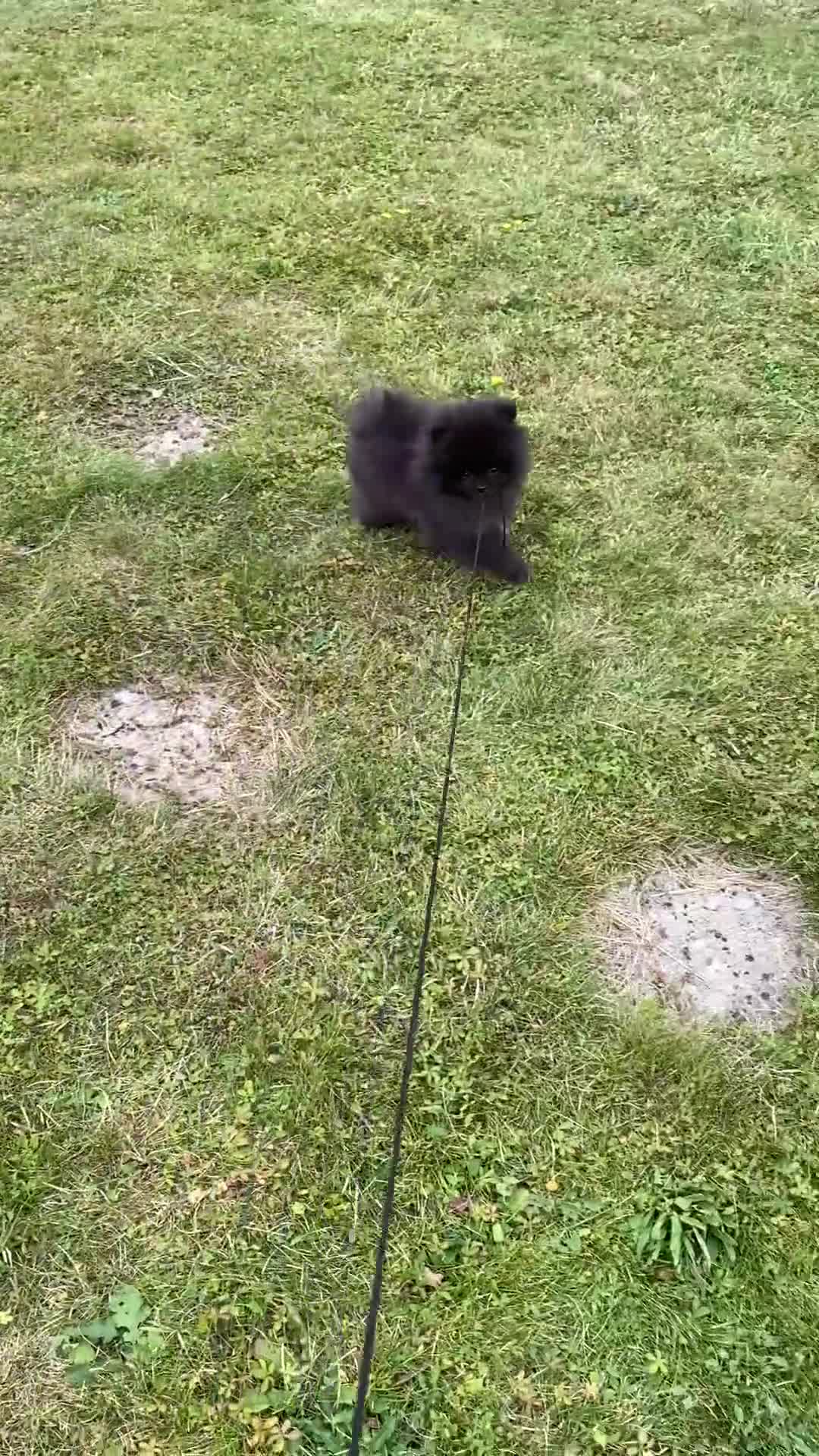 Pomeranian dogs for sale: Beautiful boy Pomeranian puppy 💙 - Video 1