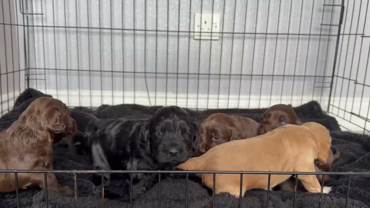 Cocker Spaniel dogs for sale: Stunning litter of cocker spaniels - Video 1