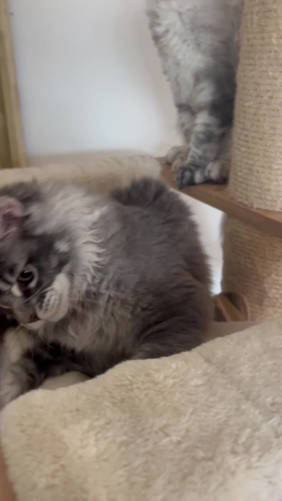 Maine Coon cats for sale: Xena hoover warrior maine coon female blue ticked - Video 1