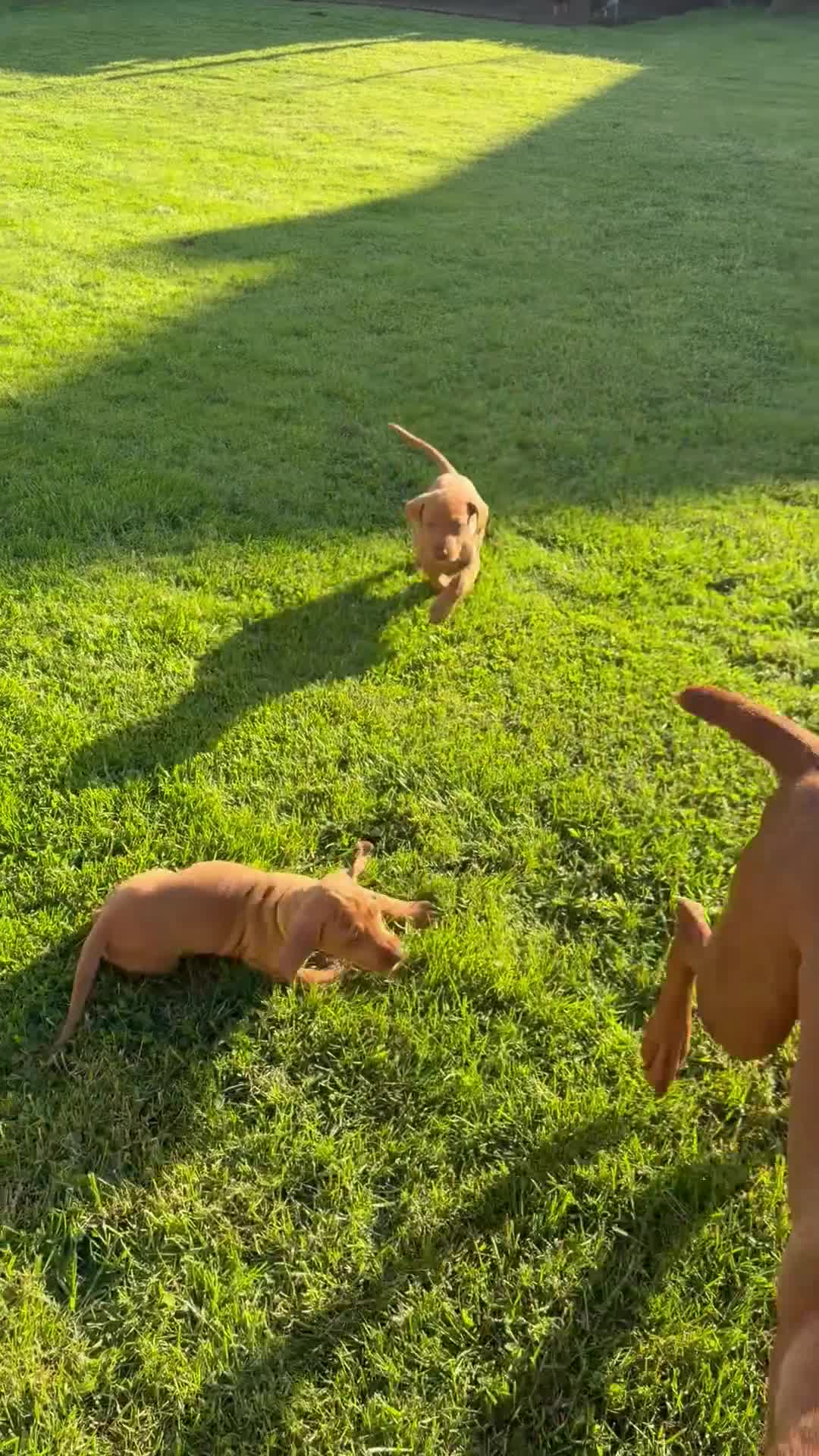 Hungarian Vizsla dogs for sale: !!REDUCED!! Beautiful KC Registered Vizsla Pups - Video 1