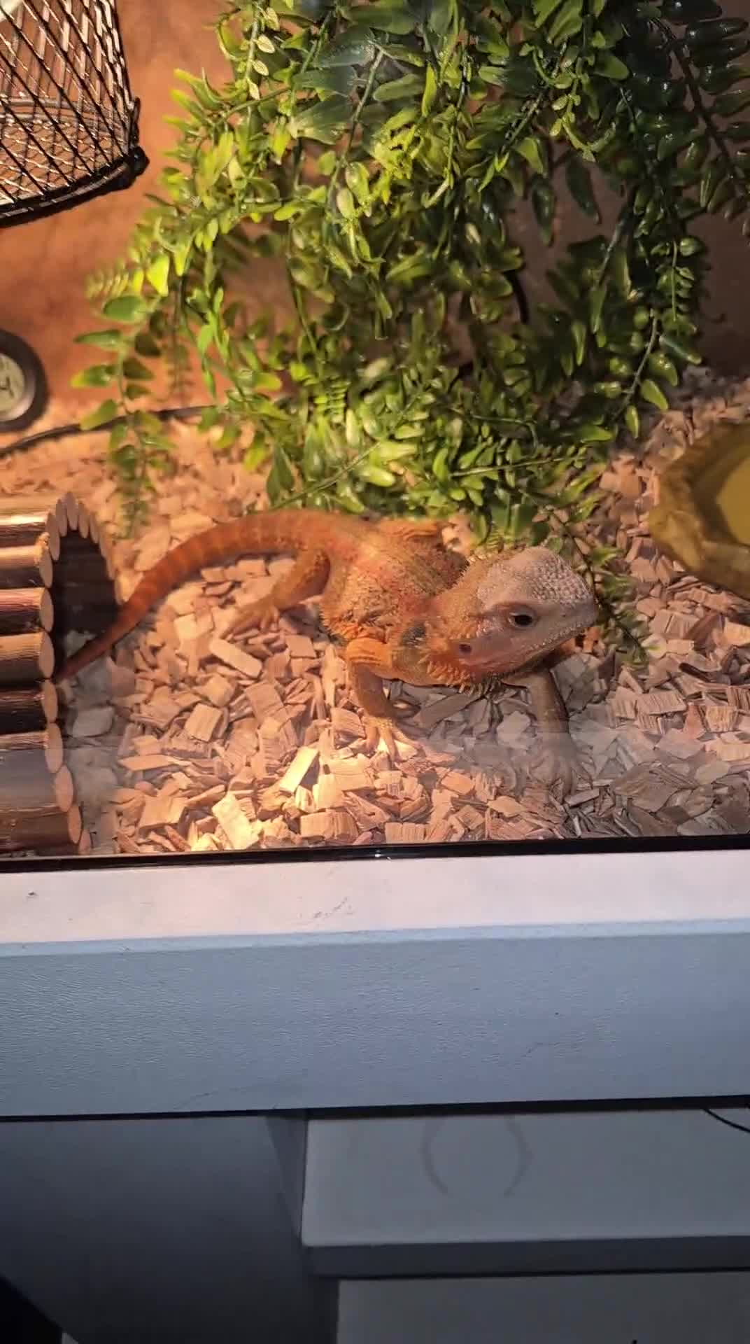 Bearded Dragon reptiles for sale: Juvenile male dragon & tank set up - Video 1