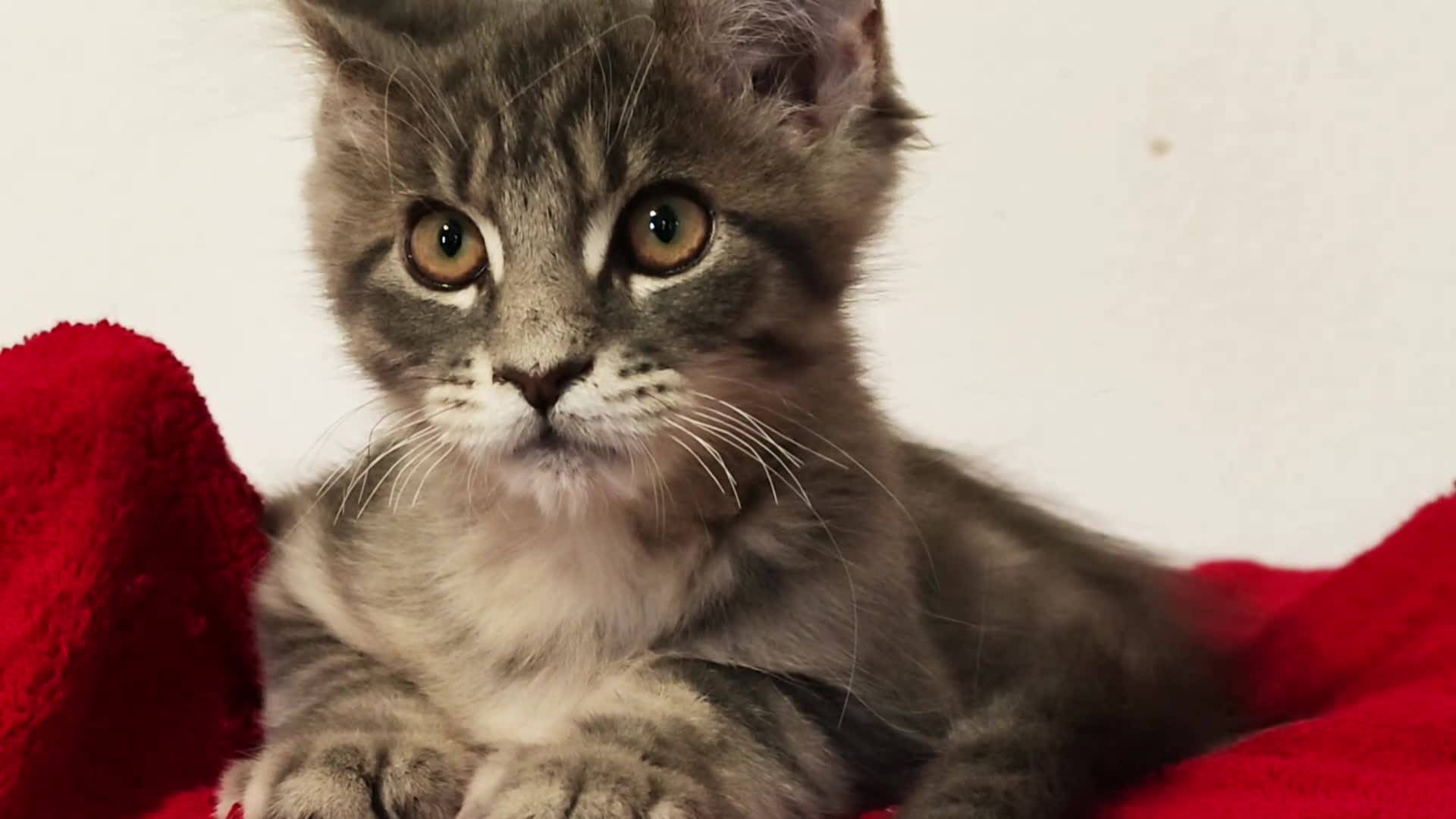 Maine Coon cats for sale: Maine Coon Kitten ready - Video 1