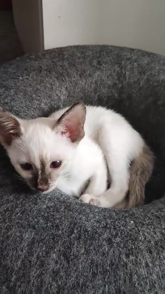 Siamese cats for sale: Siamese x rex kittens - Video 1