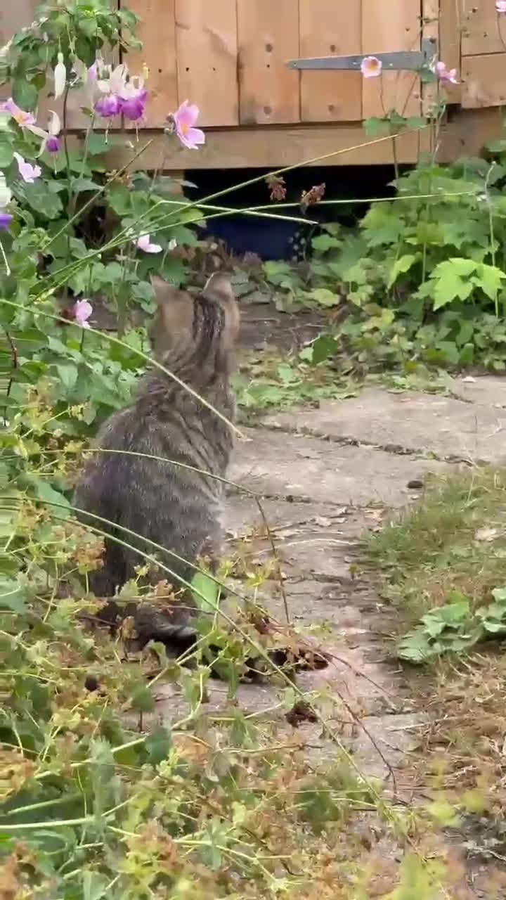 Bengal cats for sale: Nala  - Video 1