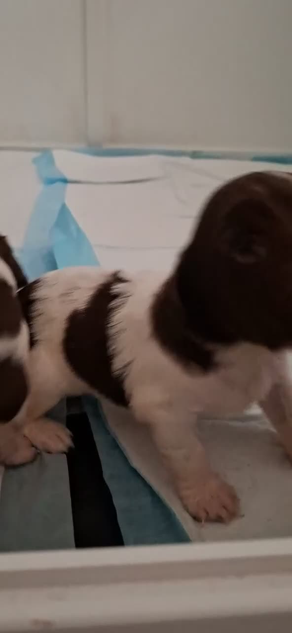 English Springer Spaniel dogs for sale: 9 Beautiful English Springer Spaniels for sale  in Preston - Video 1