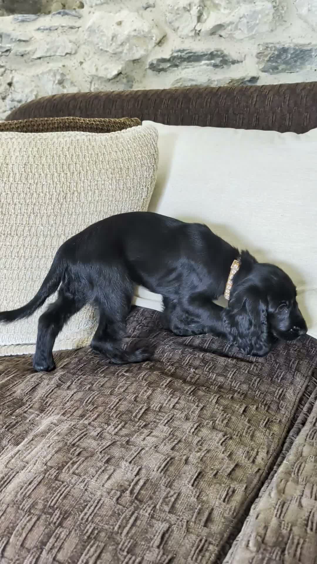 Cocker Spaniel dogs for sale: Health Tested KC Reg Showline Cocker Spaniel Pups - Video 4