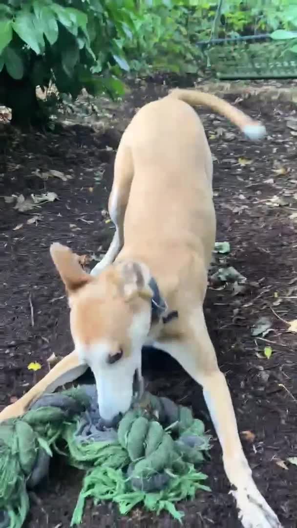 Lurcher dogs for adoption: BAILEY, male lurcher in rescue in Halifax - Video 1