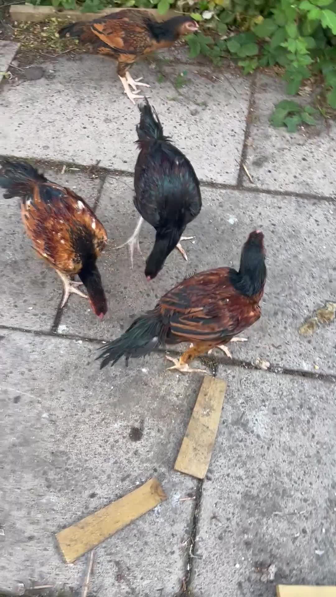 Chickens poultry for sale: 8 Aseel chickens for sale - Video 1