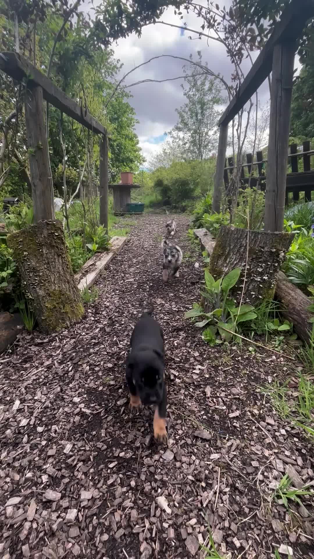 Mixed Breed dogs for sale: Border Rotty puppies for sale  - Video 4
