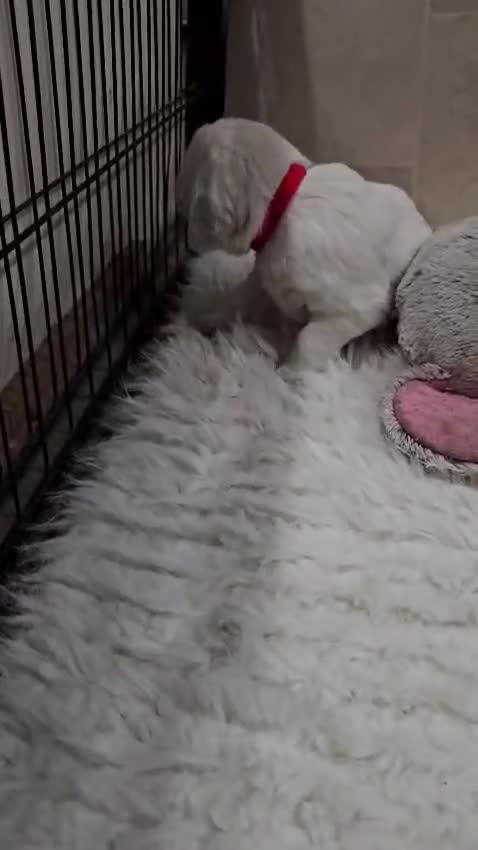 Golden Retriever dogs for sale: 🌟Beautiful Golden Retriver puppies 🐾 - Video 5