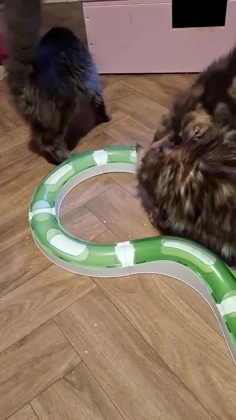 Maine Coon cats for sale: Outstanding Maine Coon kittens - Video 1