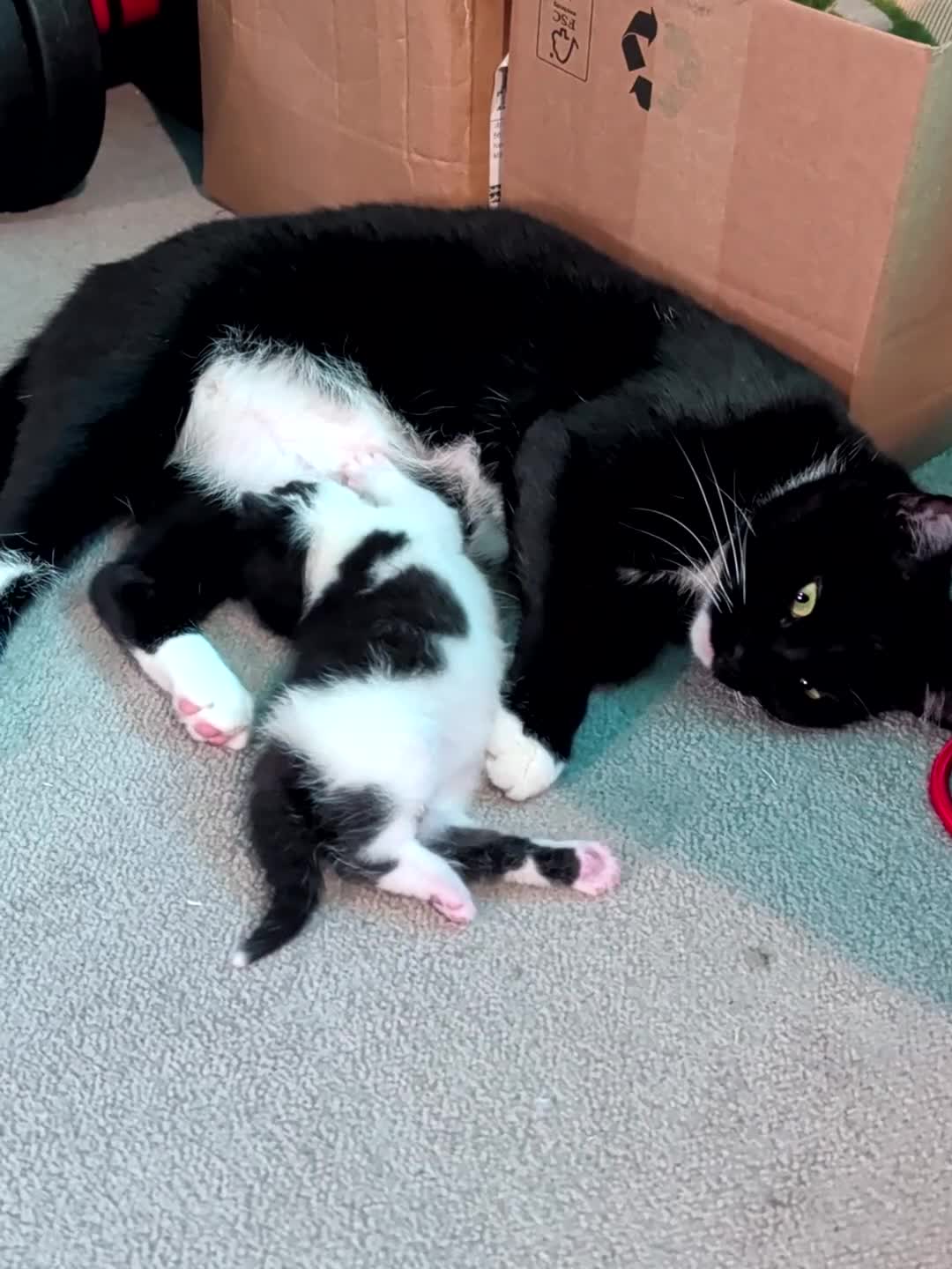 Domestic Shorthair cats for sale: Cute little black and white kitten - Video 4