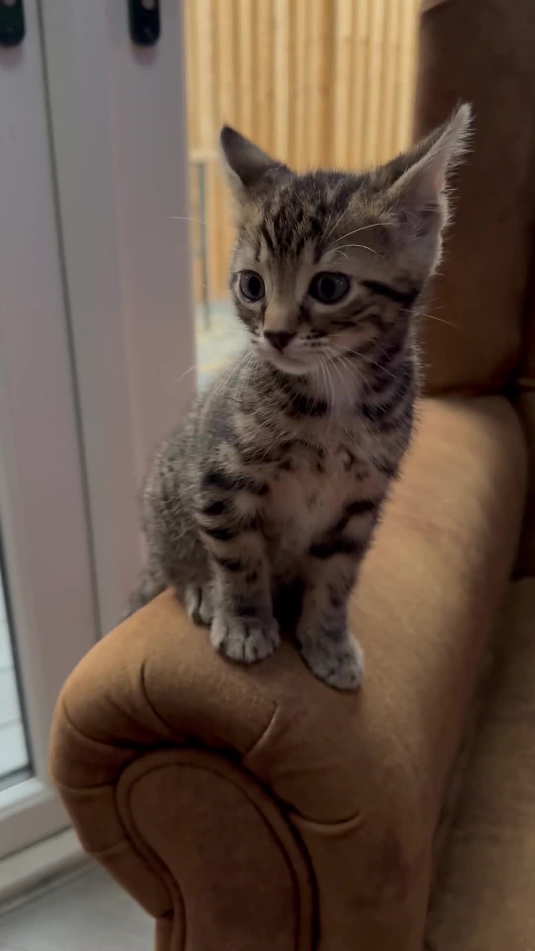 Bengal cats for sale: Bengal mixed  - Video 1