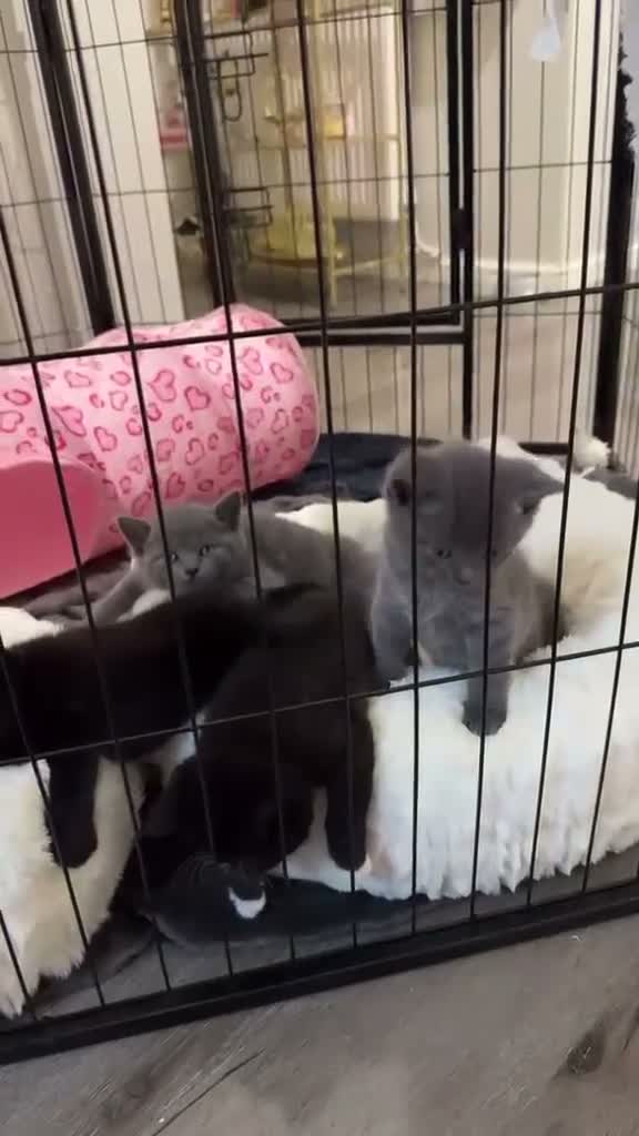 Mixed Breed cats for sale: Beautiful British Shorthair × Tuxedo Kittens in Peterborough - Video 4