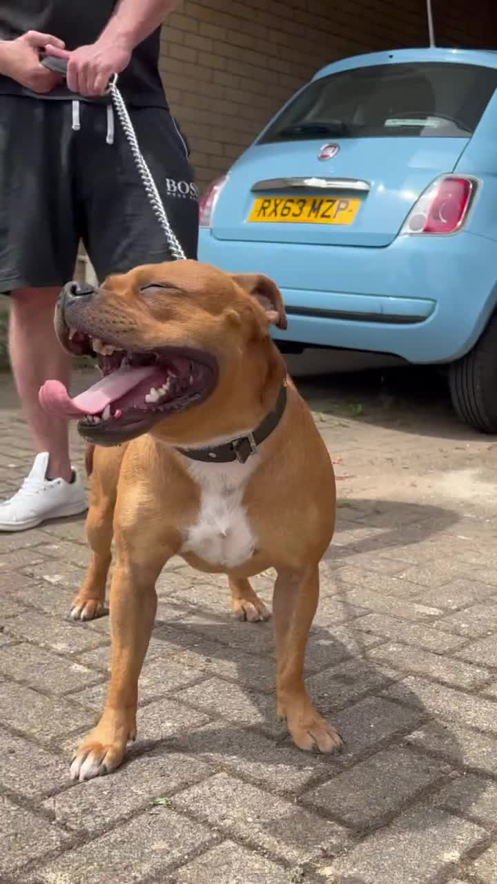 Staffordshire Bull Terrier dogs for stud: CIRO Red staff for stud  - Video 2