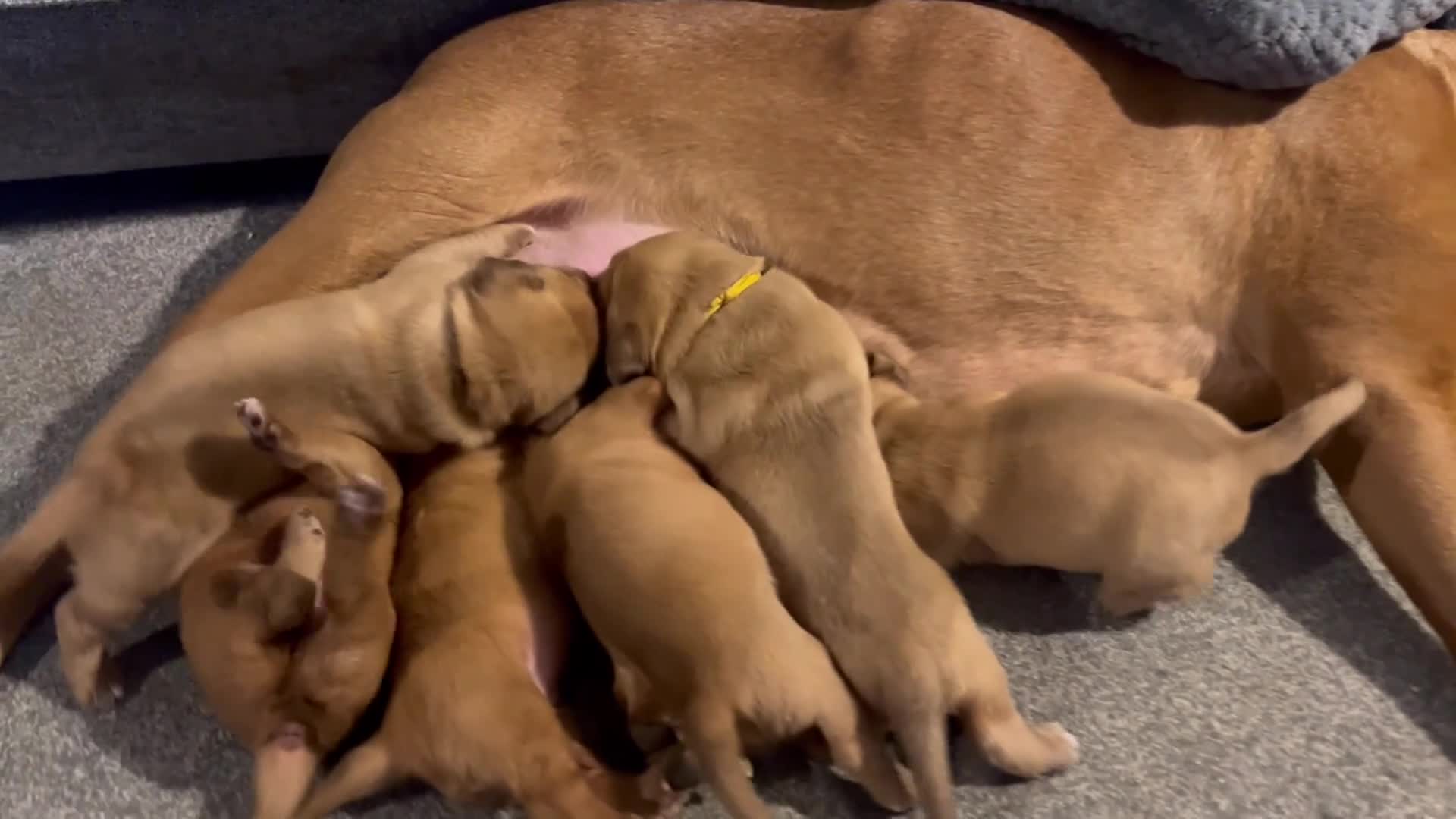 Dogue De Bordeaux dogs for sale: Stunning chunky dogue de Bordeaux puppy’s  - Video 3