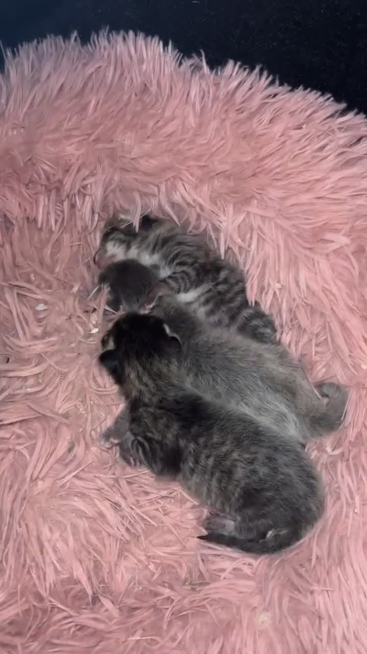 Mixed Breed cats for sale: Three kittens  - Video 1