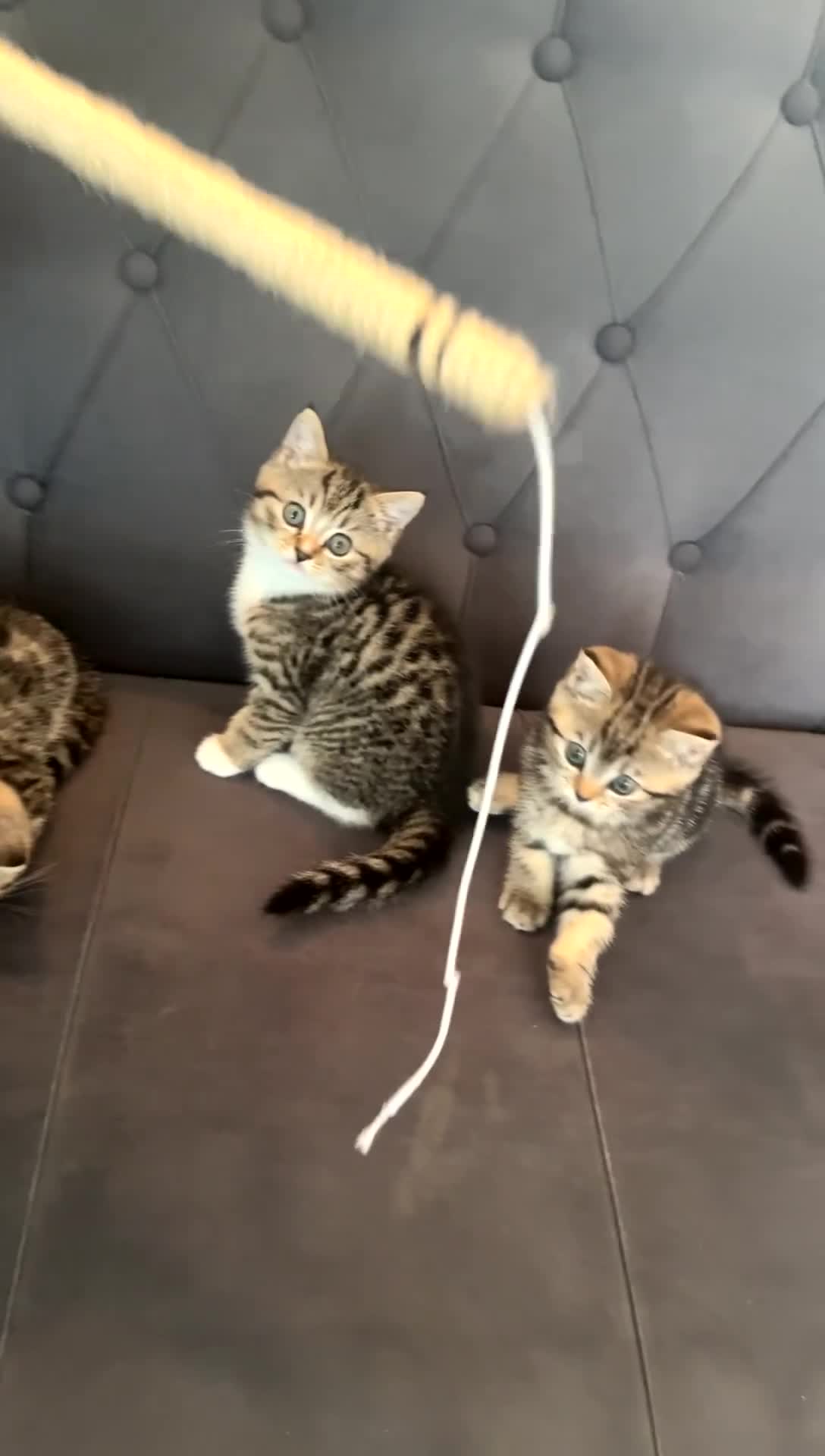 Scottish Fold cats for sale: Adorable Scottish Straight Kittens Ready for Homes - Video 1