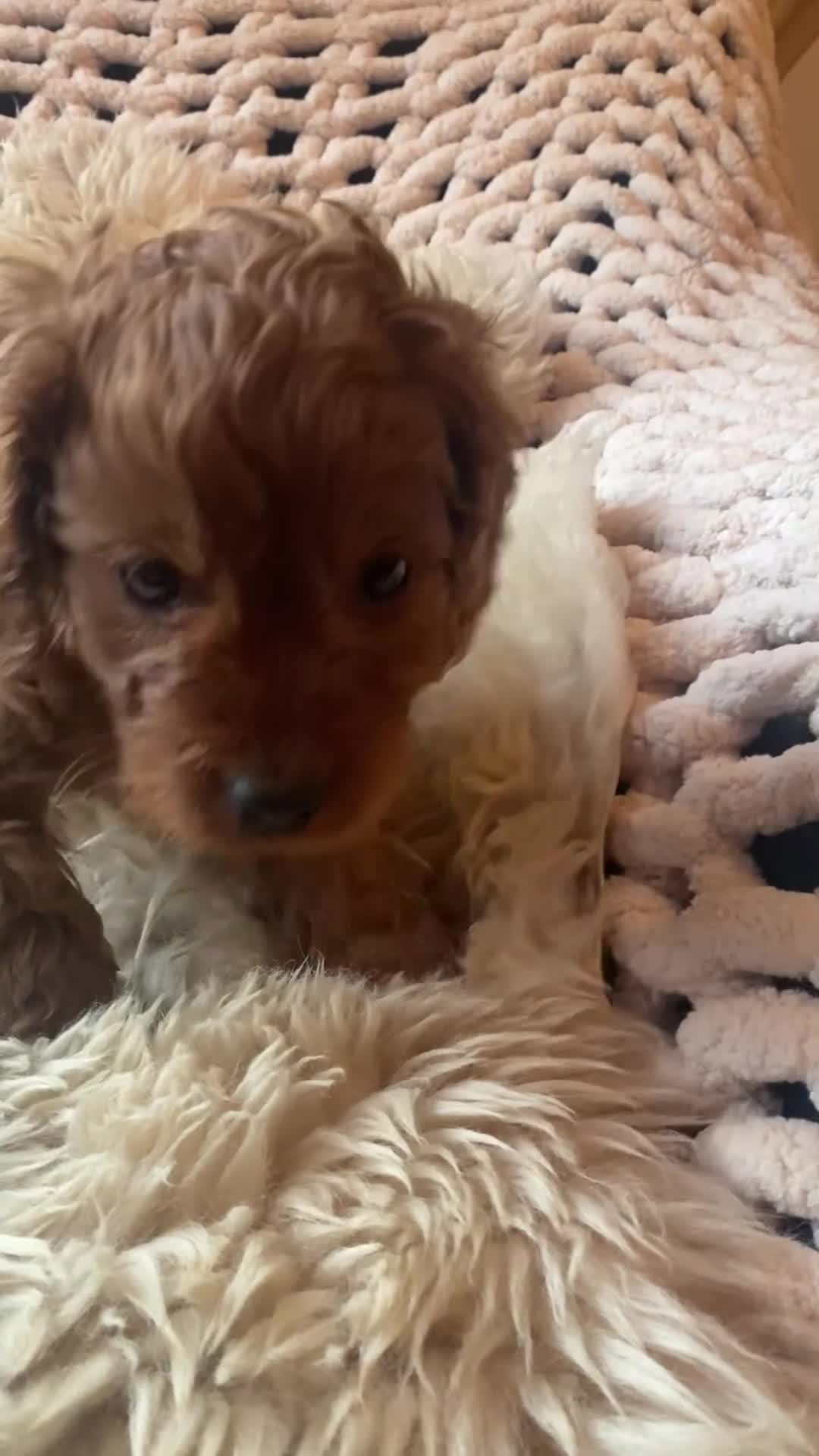 Cavapoo dogs for sale: F1 CAVAPOO BOY,READY NOW. - Video 1