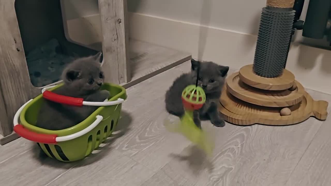 British Shorthair cats for sale: British shorthair blue / lilac kittens  - Video 2