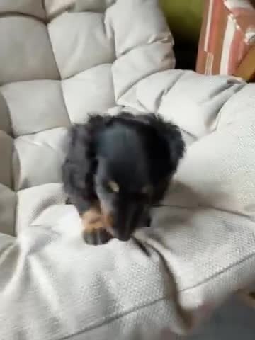 Miniature Dachshund dogs for sale: KC registered Miniature Dachshund Puppies - Video 2