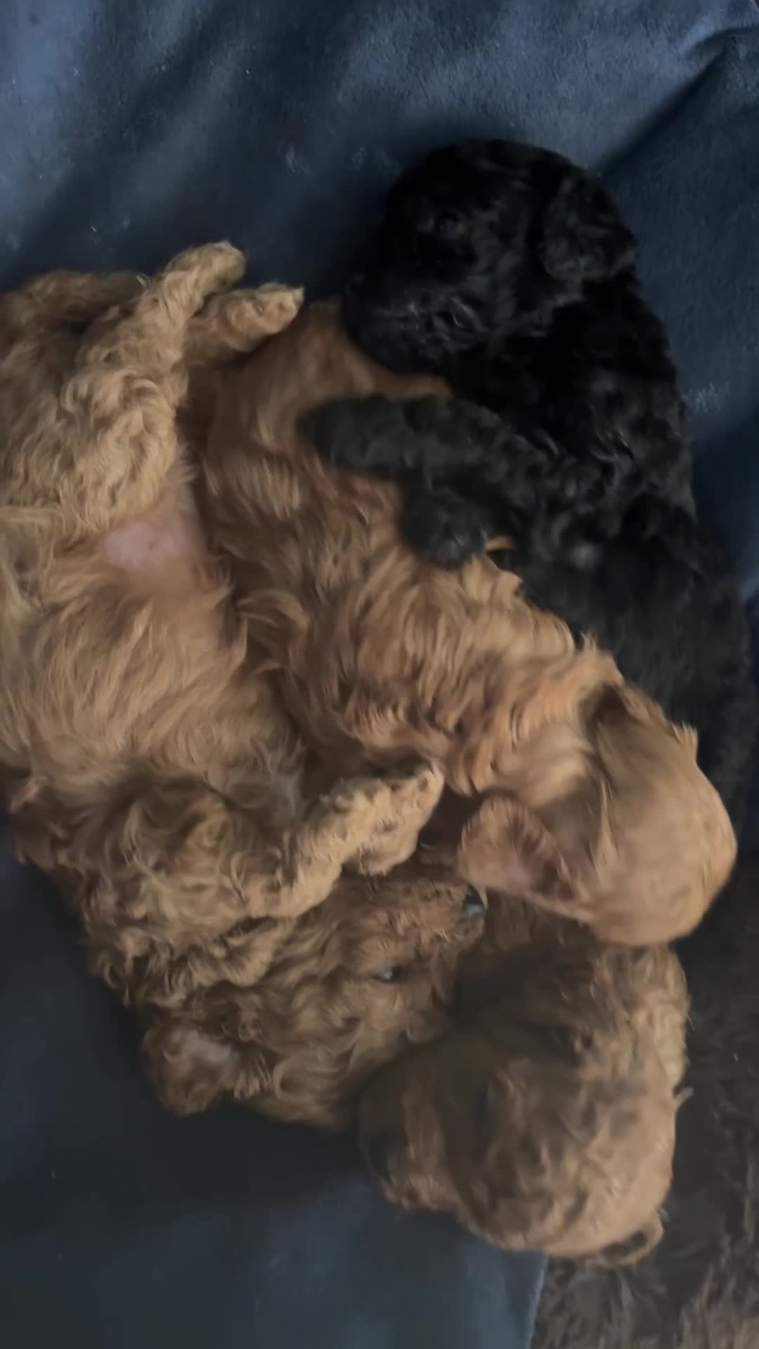 Cavapoochon dogs for sale: F1B Cavapoochon (Toy Poodle) - Video 2