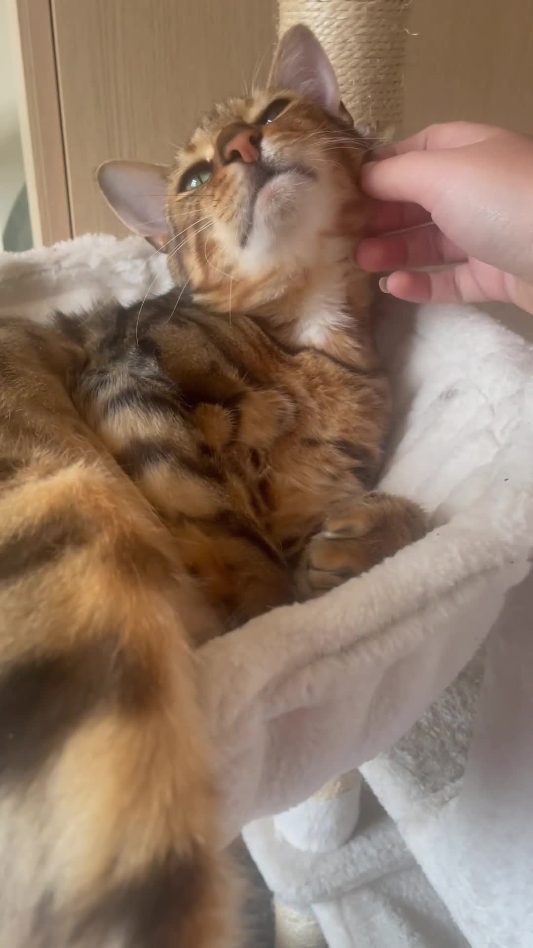 Bengal cats for sale: Bengal cat  - Video 2