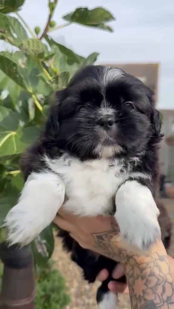 Shih Tzu dogs for sale: 5 purebred adorable fluffy shihtzu’s ready to view - Video 3