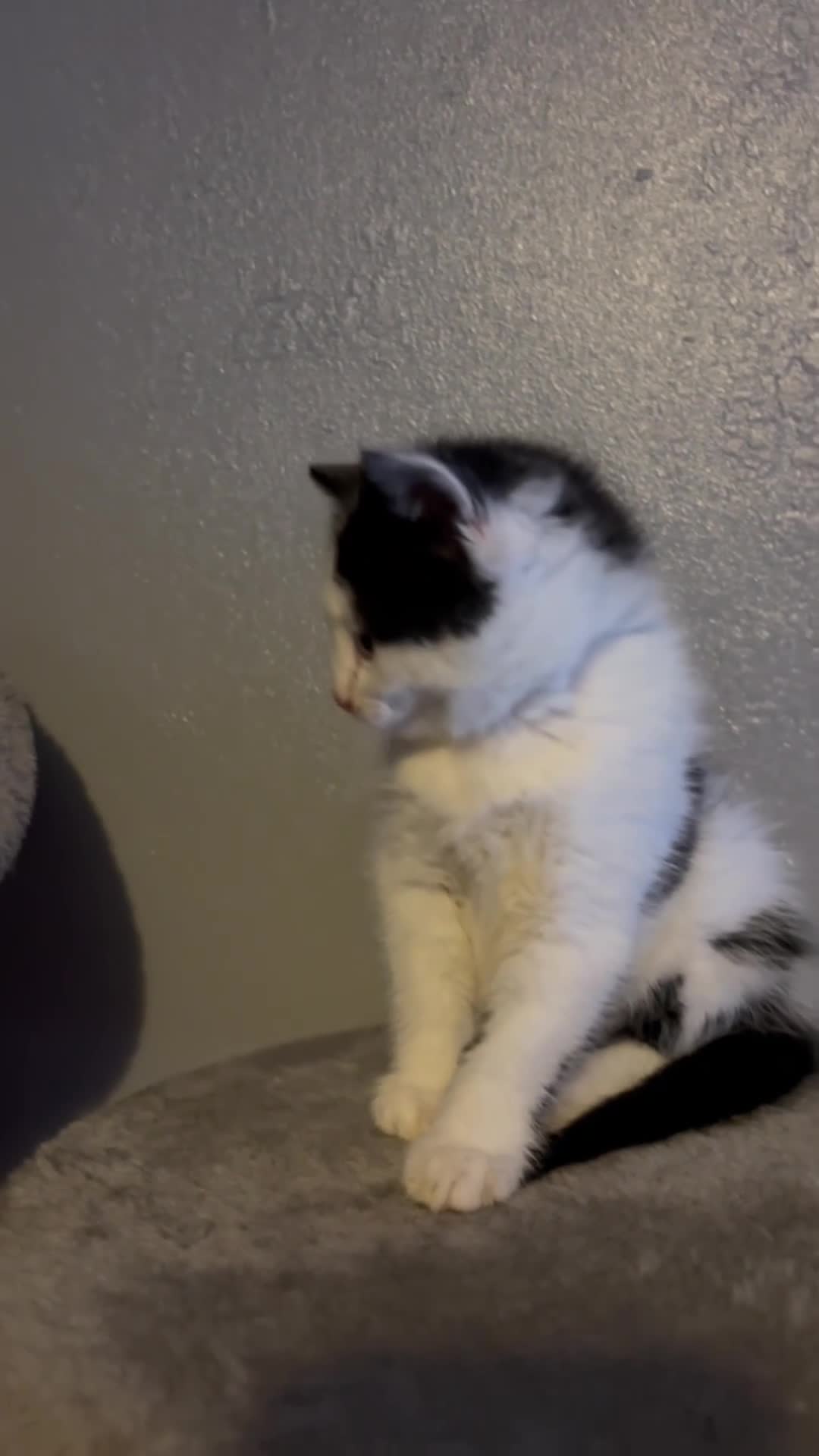 Mixed Breed cats for sale: paige - Video 3