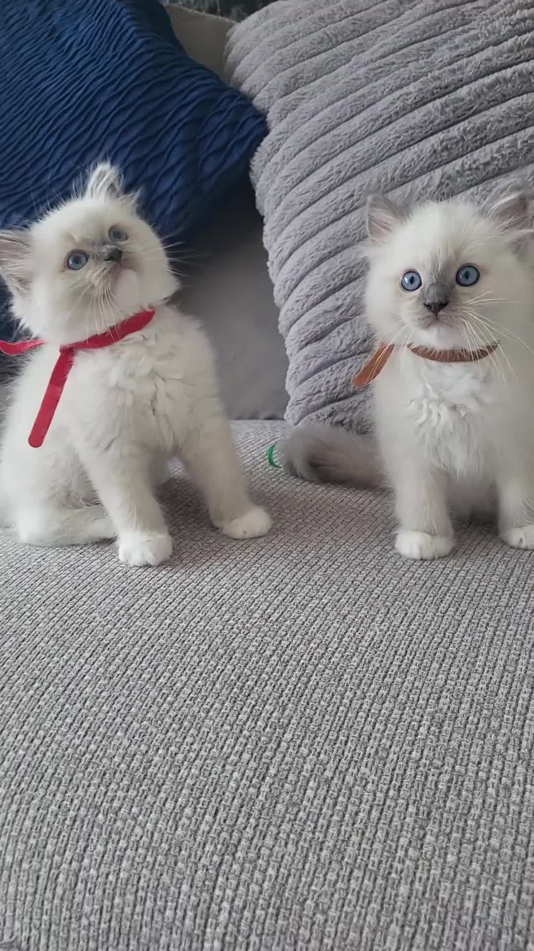 Ragdoll cats for sale: HCM/PKD clear ragdoll kittens  - Video 1