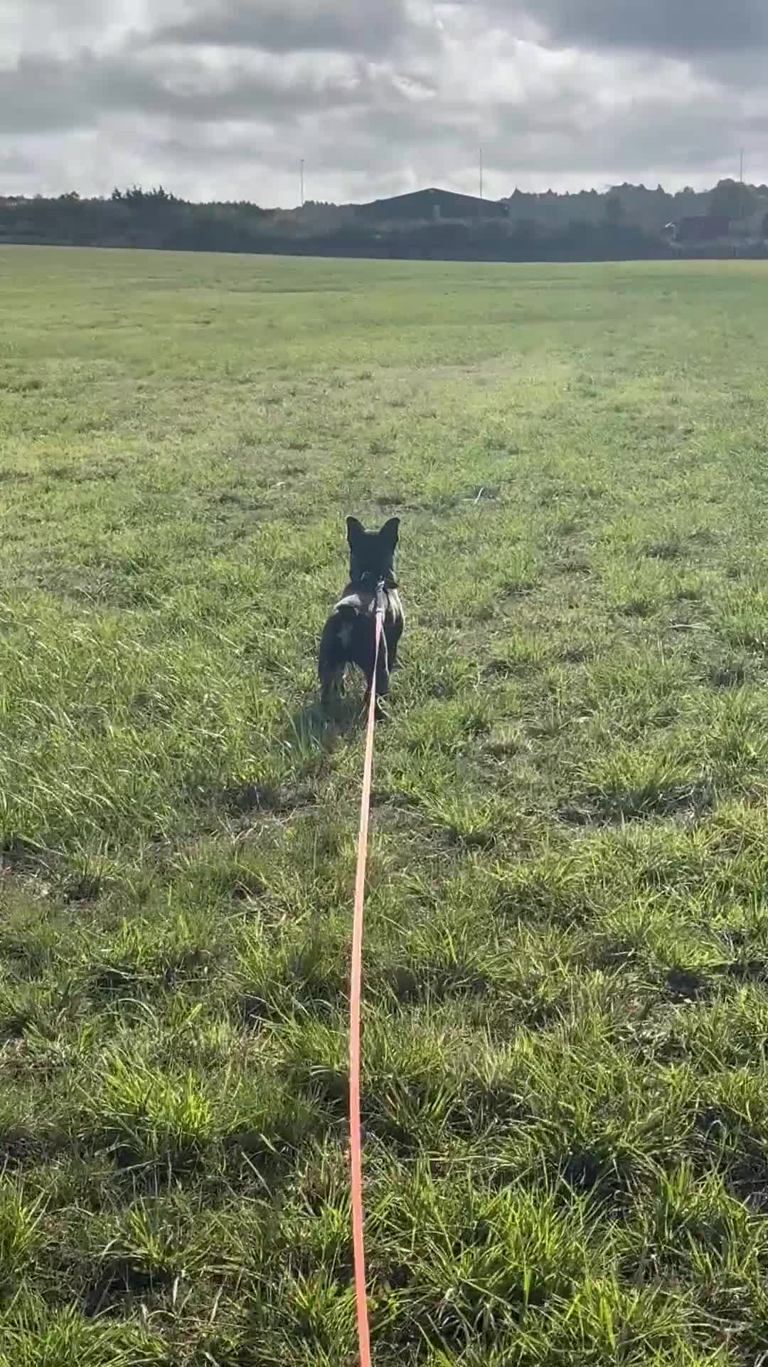 Mixed Breed dogs for sale: Frenchie X 1/4 Chow Chow  - Video 1