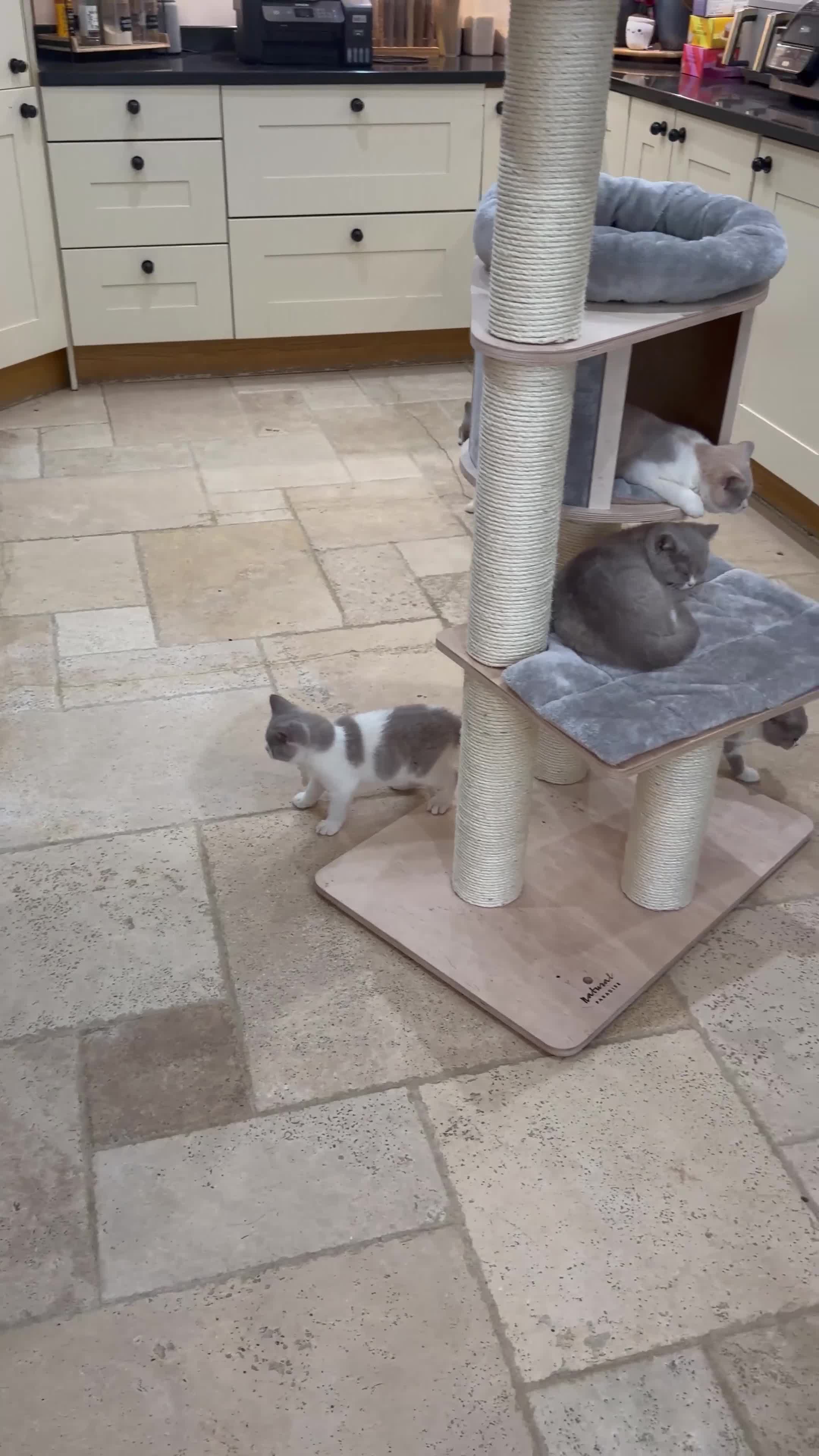 British Shorthair cats for sale: READY NOW - REGISTERED FULL PEDIGREE BSH KITTENS - Video 3