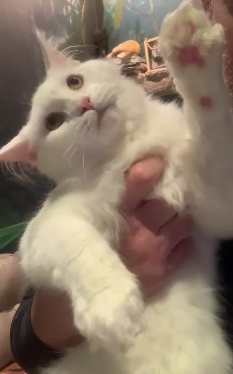 Maine Coon cats for sale: White Maine coon girl spayed TICA registered  - Video 3