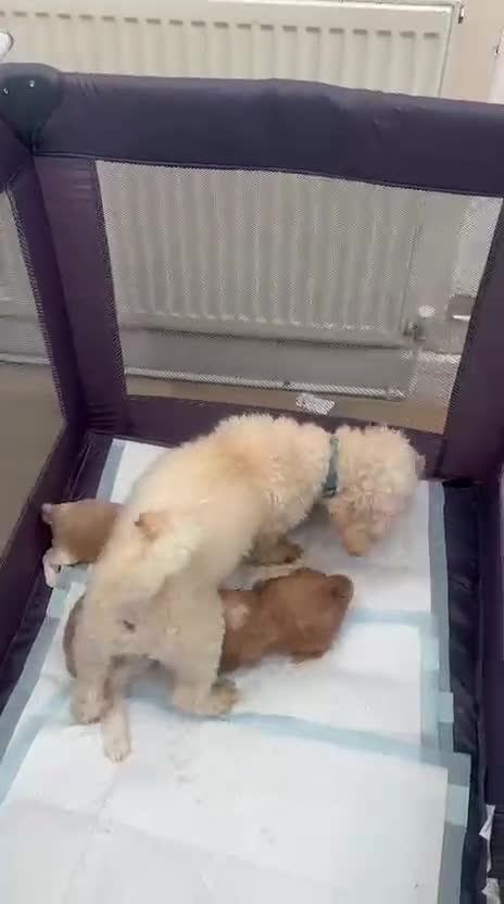 Cavapoo dogs for sale: Stunning Cavapoo puppies from family home  - Video 2