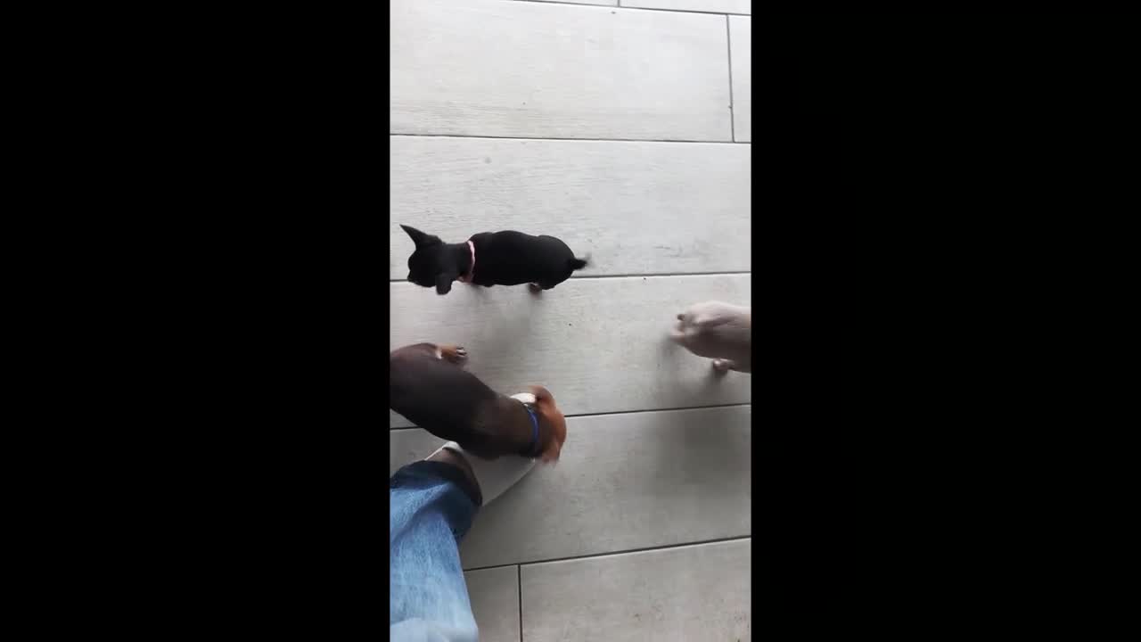 Chihuahua dogs for sale: 🐾Beautiful Xmas Day Chihuahua Puppies-Ready Now🐾 - Video 2