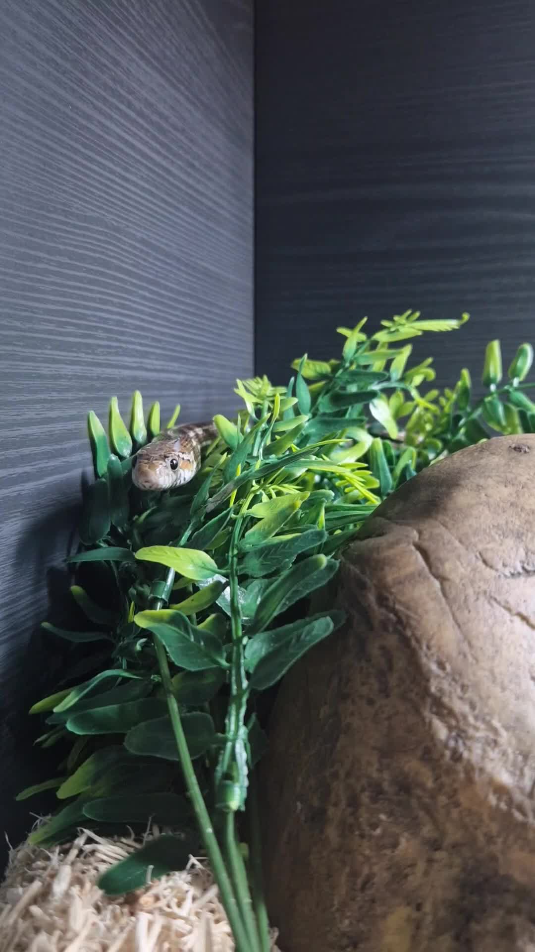 Corn Snake reptiles for sale: Merlin The Corn Snake  - Video 1