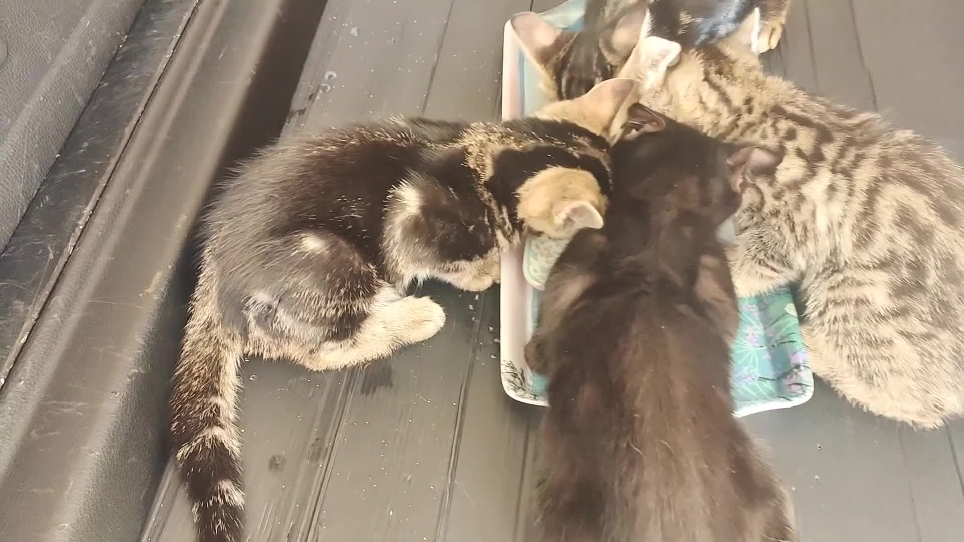 Mixed Breed cats for sale: Beautiful half Bengal kittens available - Video 2