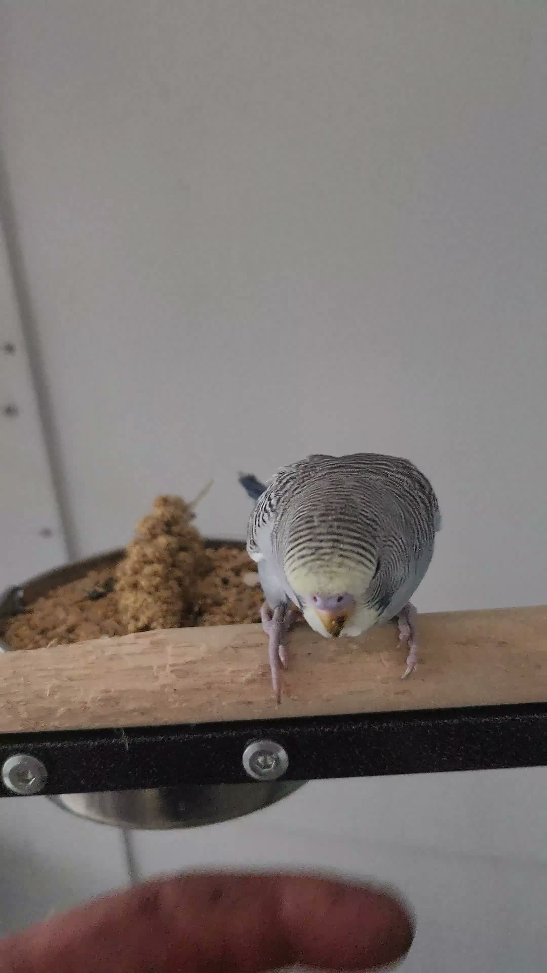 Budgerigars birds for sale: Budgies available now 🐦🐦‍⬛🦜🦚 - Video 1