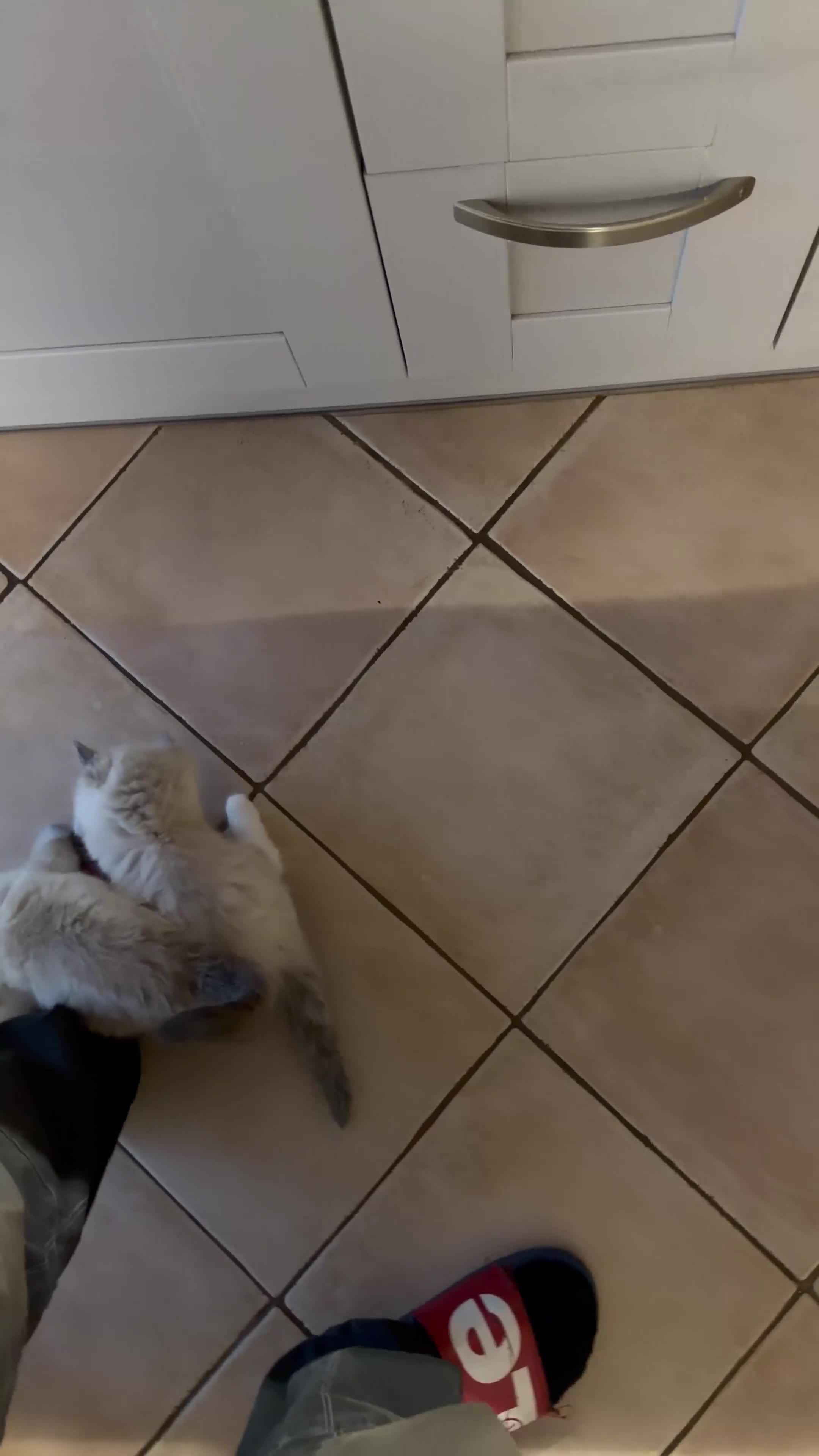 Ragdoll cats for sale: Absolutely stunning BLUE POINT ragdolls.  - Video 1