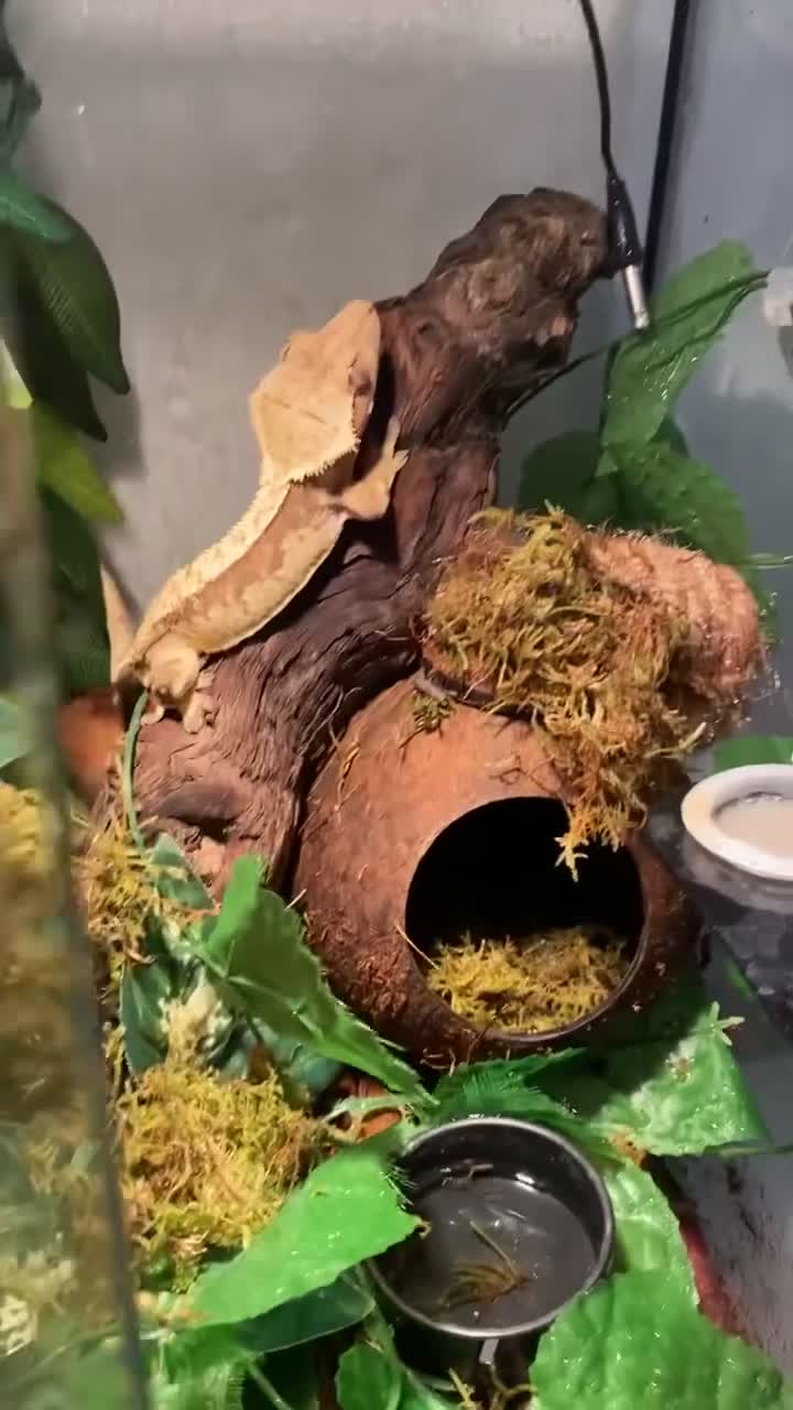 Gecko reptiles for sale: gorgeous crested gecko - Video 1