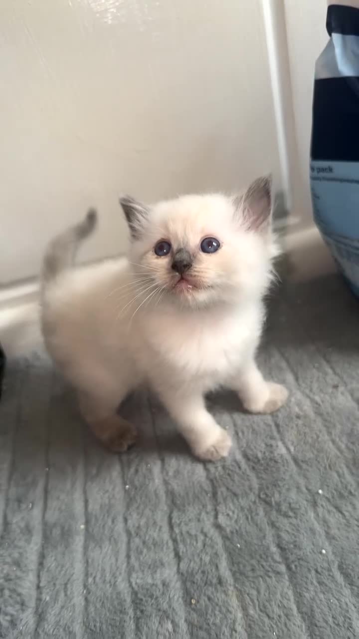Ragdoll cats for sale: 4 ragdoll kittens for sale  - Video 2