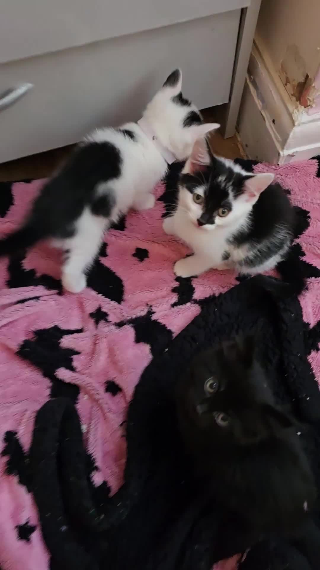 British Longhair cats for sale: Ready for their forever homes!! - Video 1