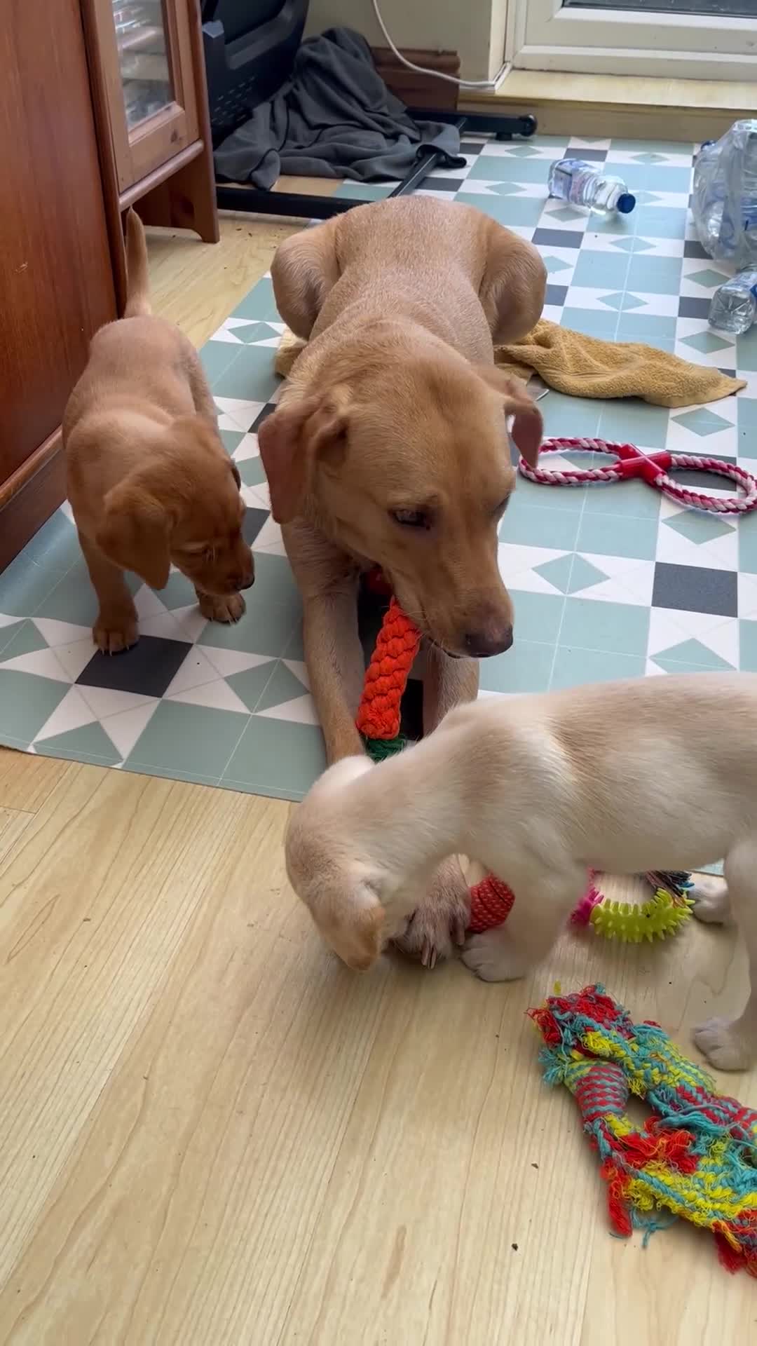 Labrador Retriever dogs for sale: Stunning Labrador pedigree puppies  - Video 3