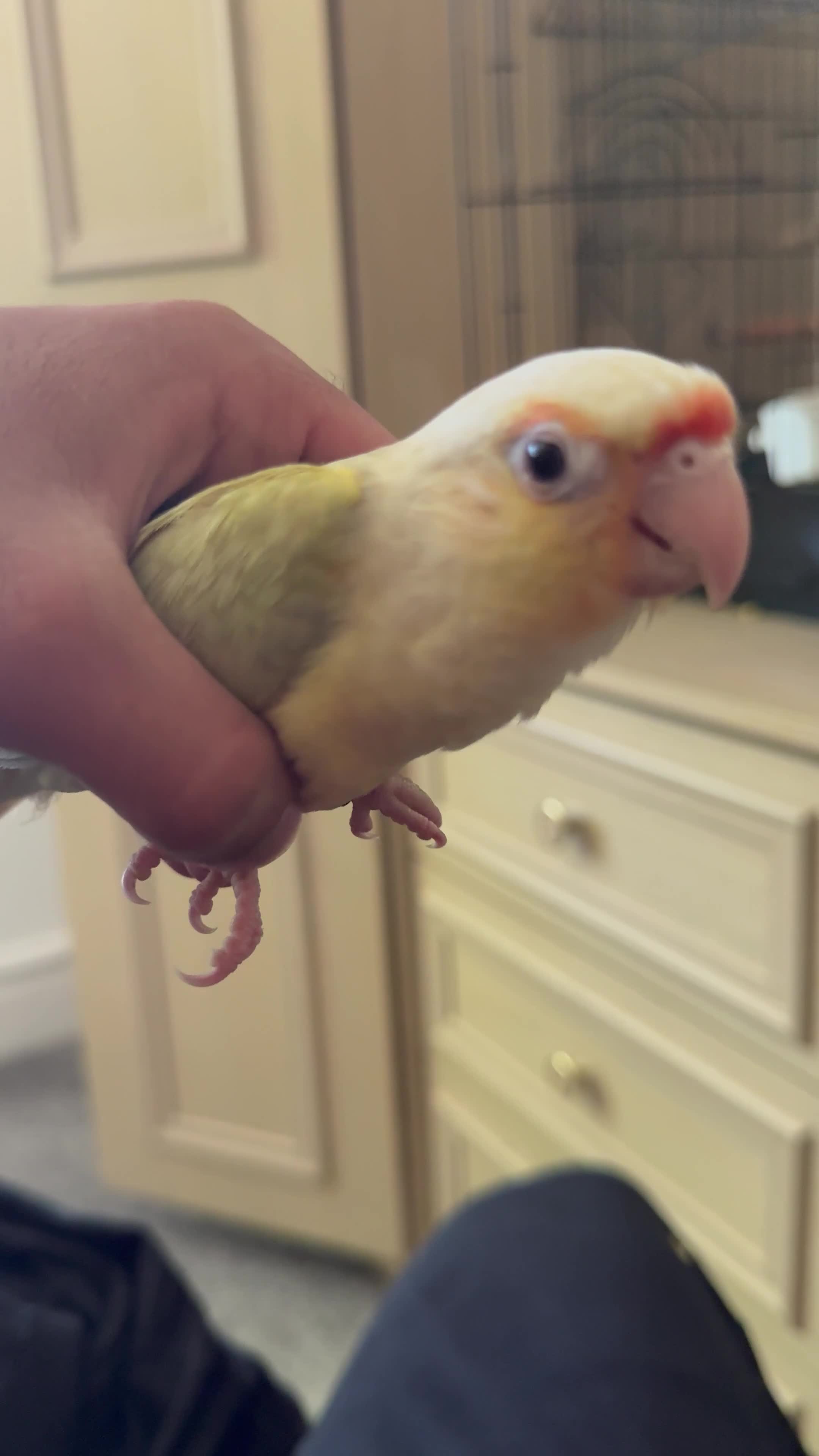Conures birds for sale: Rehoming The Sweetest Moon Cheek Conure - Video 3