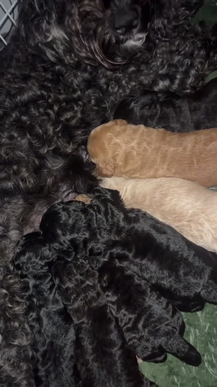Cockapoo dogs for sale: Cockapoo Puppies  - Video 1